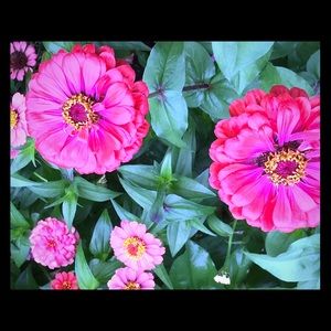 Meet your Posher, Melissa